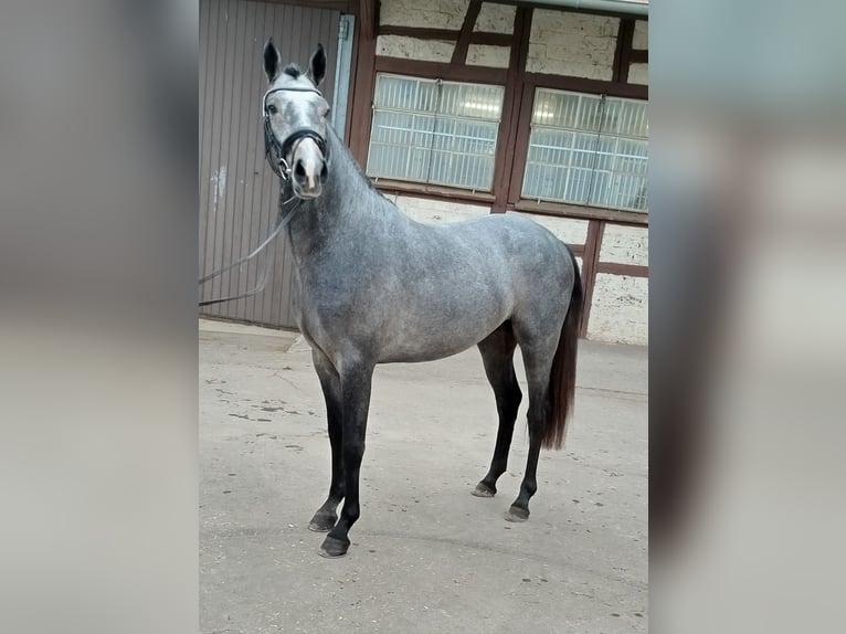 Caballo alemán Caballo castrado 2 años 158 cm Tordo rodado in Pfullendorf