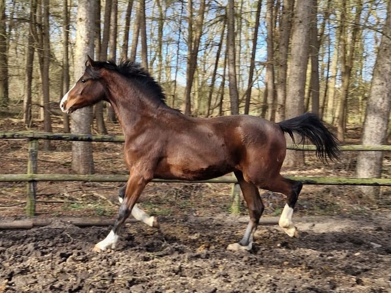 Caballo alemán Caballo castrado 2 años 164 cm Castaño in Warendorf
