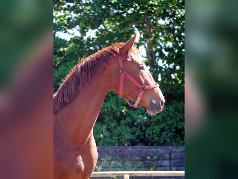 Caballo alemán Caballo castrado 2 años Alazán in Crivitz