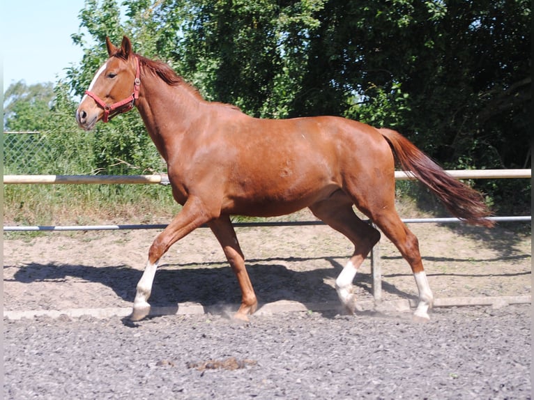 Caballo alemán Caballo castrado 2 años Alazán in Crivitz