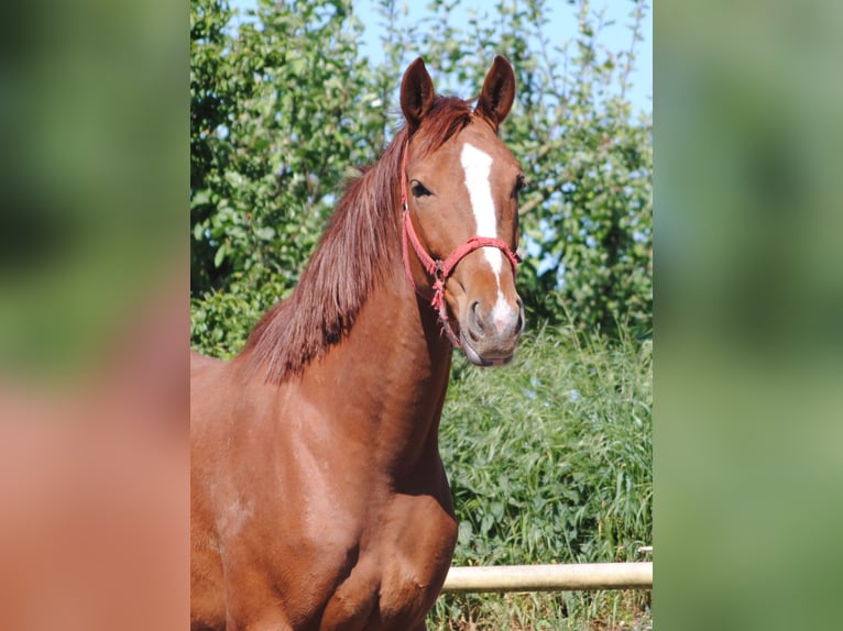 Caballo alemán Caballo castrado 2 años Alazán in Crivitz