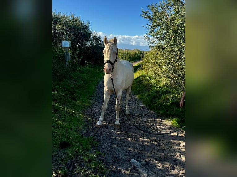 Caballo alemán Caballo castrado 3 años 145 cm Cremello in Kellinghusen