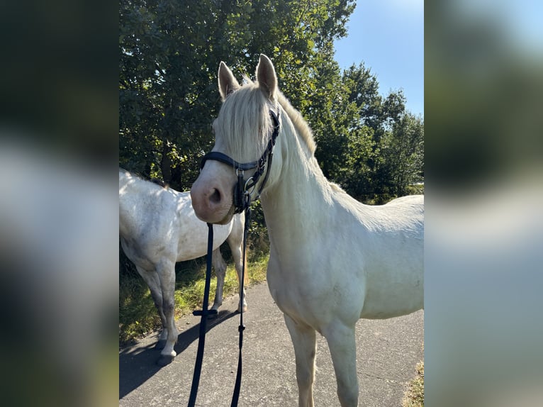 Caballo alemán Caballo castrado 3 años 145 cm Cremello in Kellinghusen