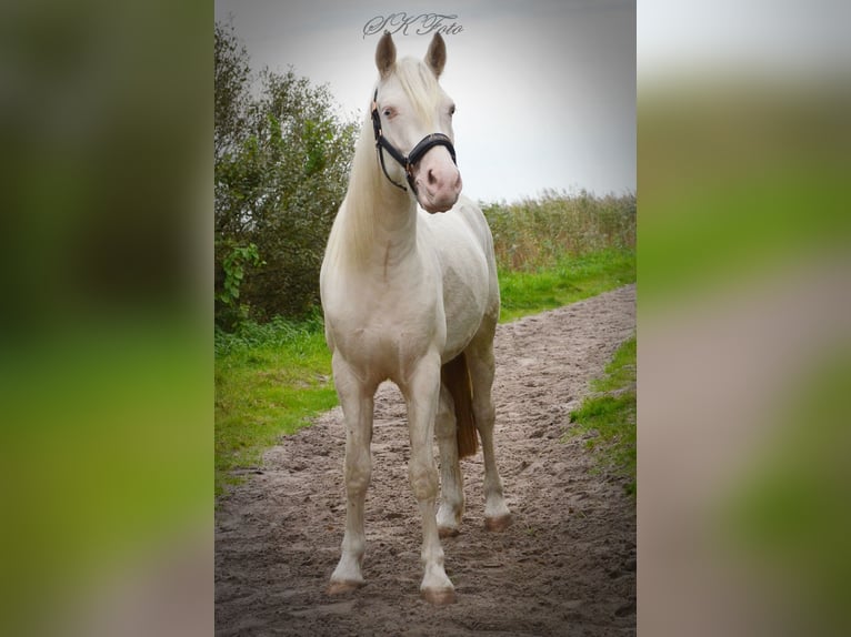 Caballo alemán Caballo castrado 3 años 145 cm Cremello in Kellinghusen