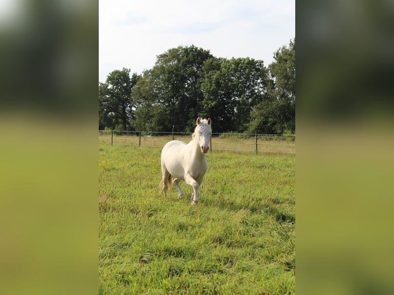 Caballo alemán Caballo castrado 3 años 145 cm Cremello in Kellinghusen