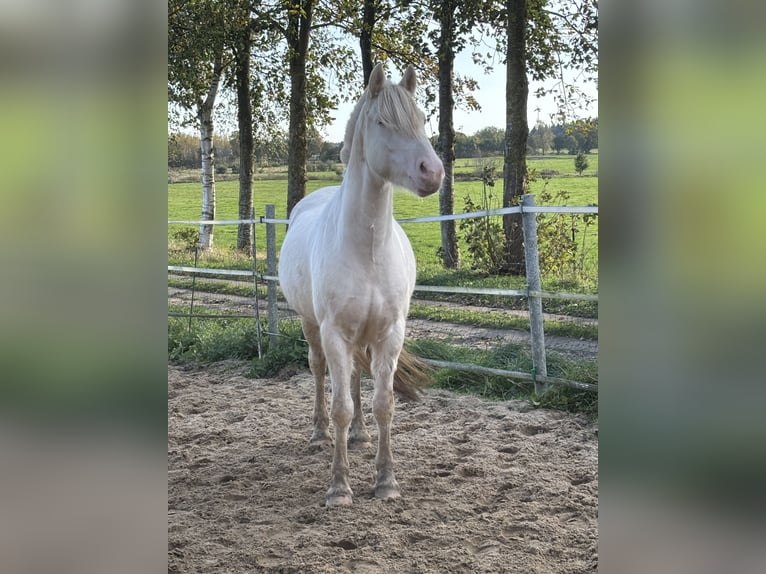 Caballo alemán Caballo castrado 3 años 145 cm Cremello in Kellinghusen