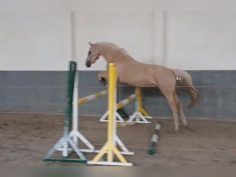 Caballo alemán Caballo castrado 3 años 157 cm Palomino in Buchhain