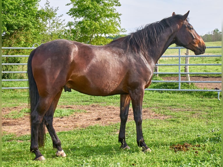Caballo alemán Caballo castrado 3 años 160 cm Castaño in Groß Dratow