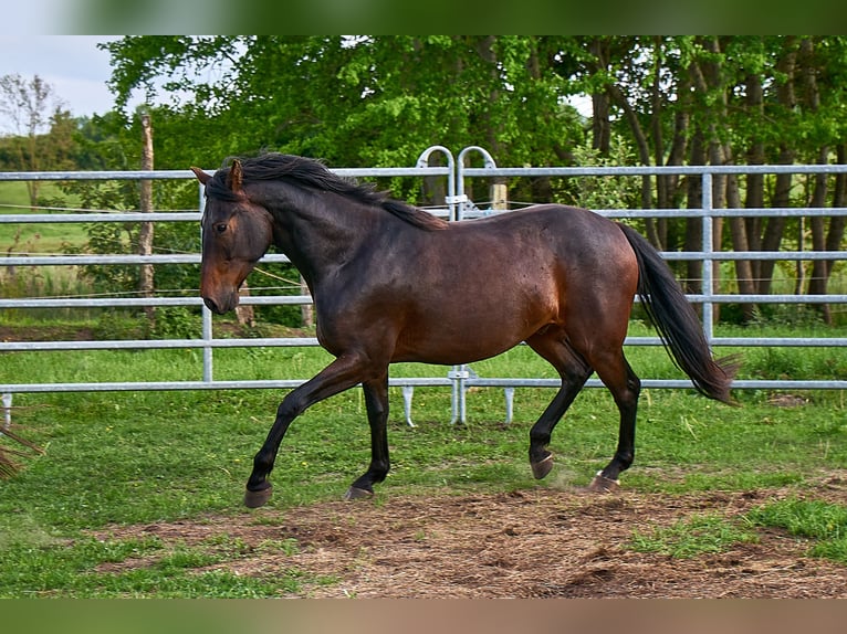 Caballo alemán Caballo castrado 3 años 160 cm Castaño in Groß Dratow