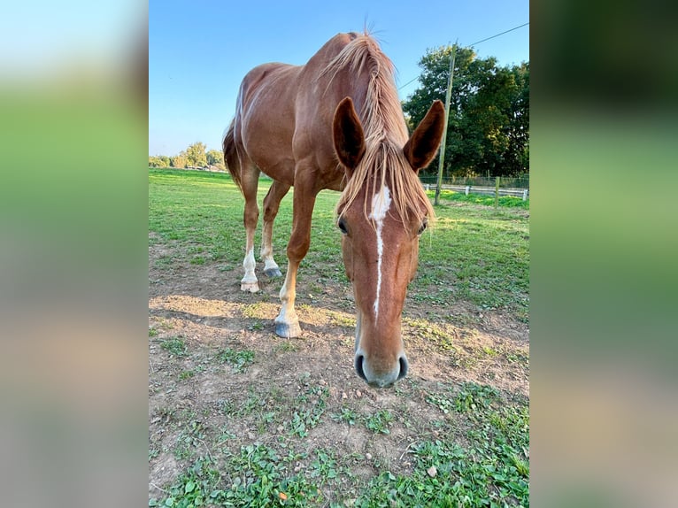 Caballo alemán Caballo castrado 3 años 163 cm Alazán in Niederzier