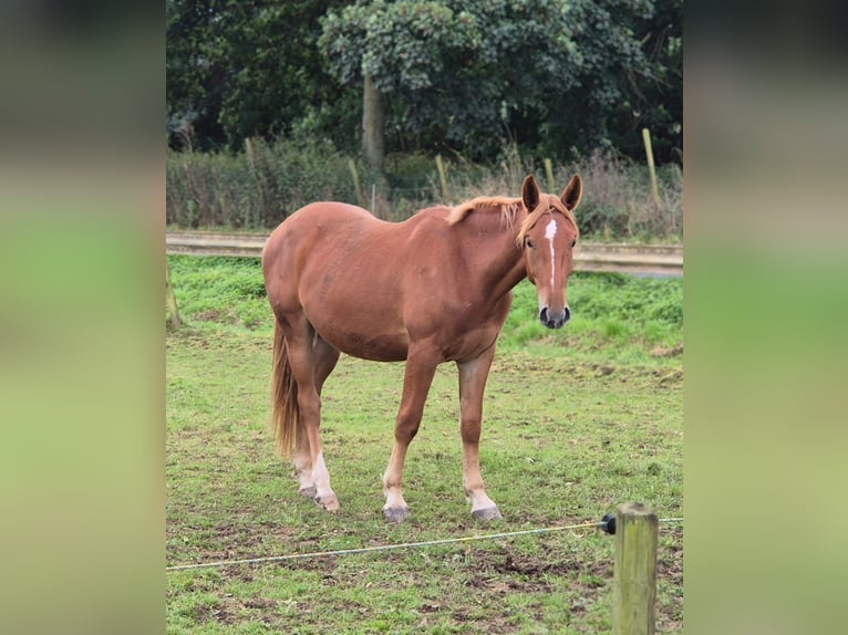 Caballo alemán Caballo castrado 3 años 163 cm Alazán in Niederzier