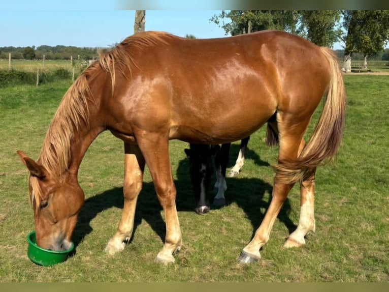 Caballo alemán Caballo castrado 3 años 163 cm Alazán in Niederzier