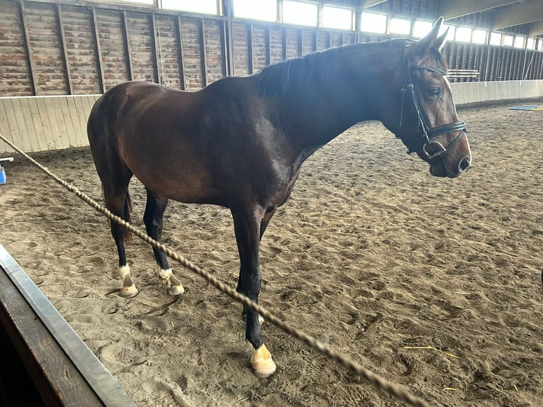 Caballo alemán Caballo castrado 3 años 164 cm Castaño oscuro in Bösleben