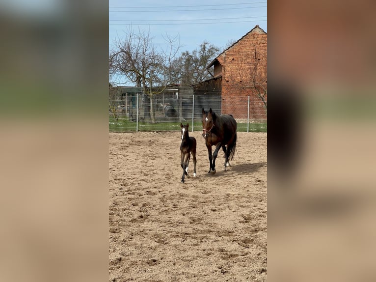 Caballo alemán Caballo castrado 3 años 164 cm Castaño oscuro in Bösleben