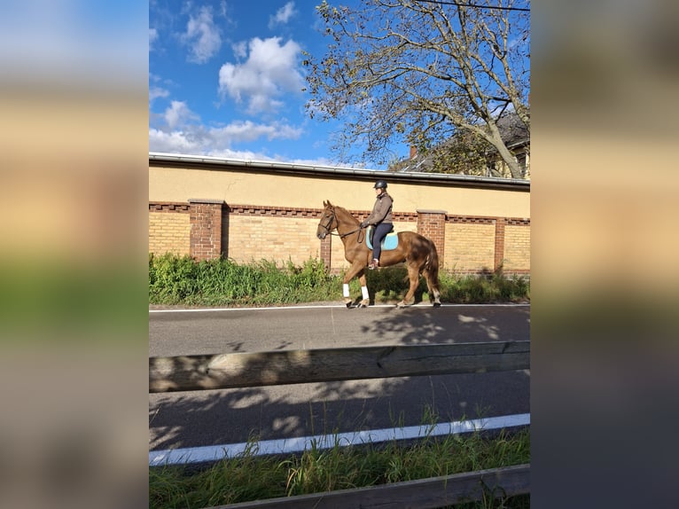 Caballo alemán Caballo castrado 3 años 165 cm Alazán-tostado in Kamenz