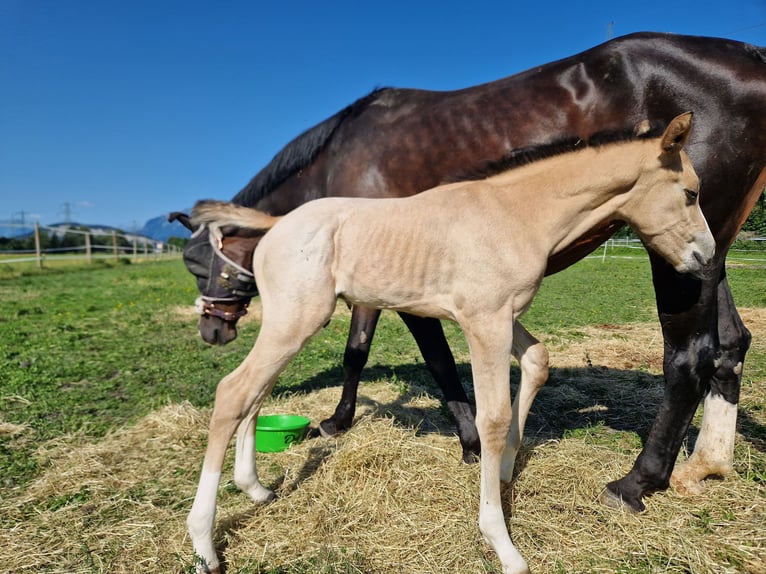 Caballo alemán Caballo castrado 3 años 165 cm Buckskin/Bayo in Hohenems
