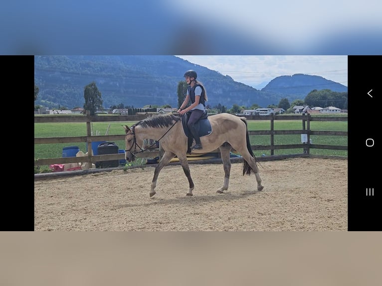 Caballo alemán Caballo castrado 3 años 165 cm Buckskin/Bayo in Hohenems