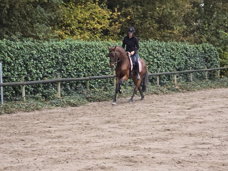 Caballo alemán Caballo castrado 3 años 166 cm Castaño in Hooge Mierde