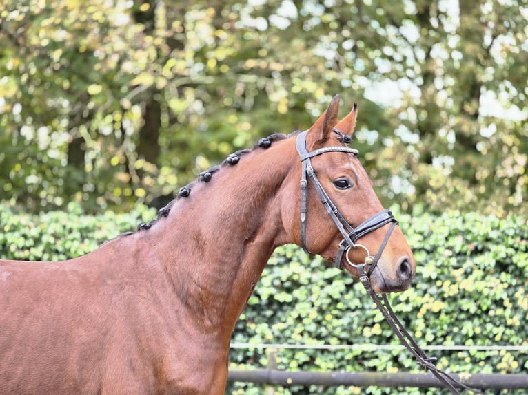 Caballo alemán Caballo castrado 3 años 166 cm Castaño in Hooge Mierde