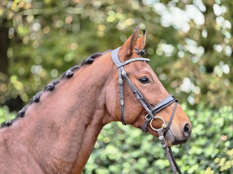 Caballo alemán Caballo castrado 3 años 166 cm Castaño in Hooge Mierde