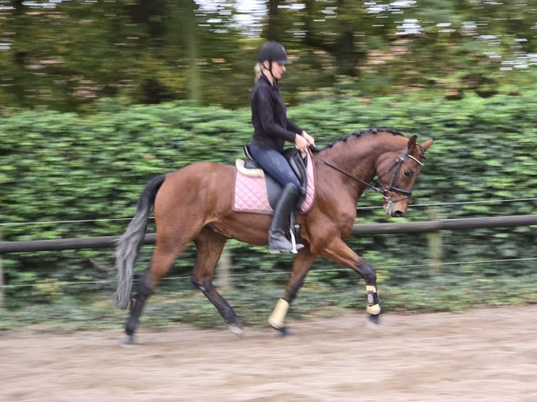 Caballo alemán Caballo castrado 3 años 166 cm Castaño in Hooge Mierde