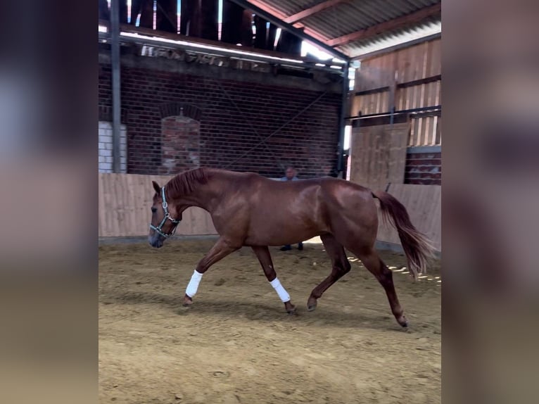 Caballo alemán Caballo castrado 3 años 167 cm Alazán in Münster