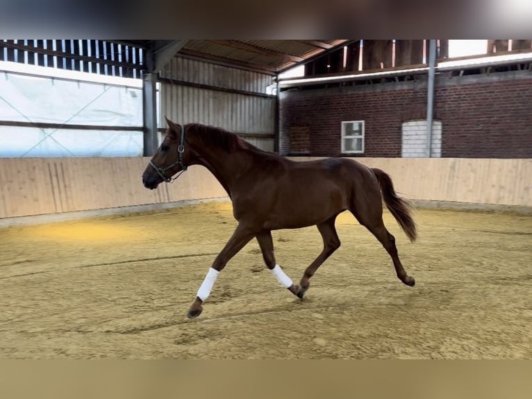 Caballo alemán Caballo castrado 3 años 167 cm Alazán in Münster