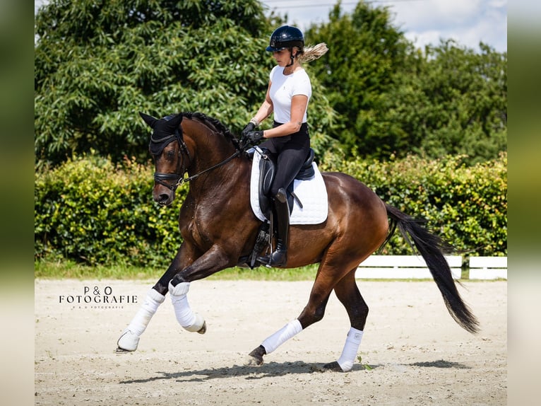 Caballo alemán Caballo castrado 3 años 167 cm Castaño oscuro in Münster