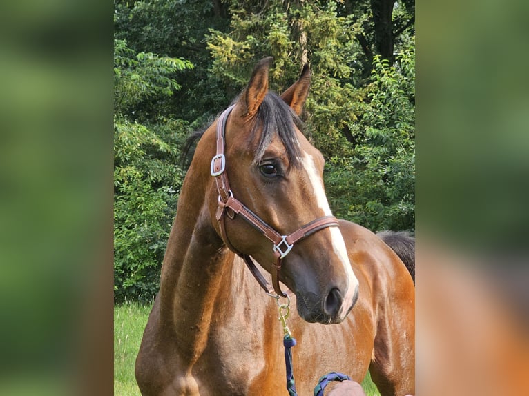 Caballo alemán Caballo castrado 3 años 168 cm Castaño oscuro in Walchum