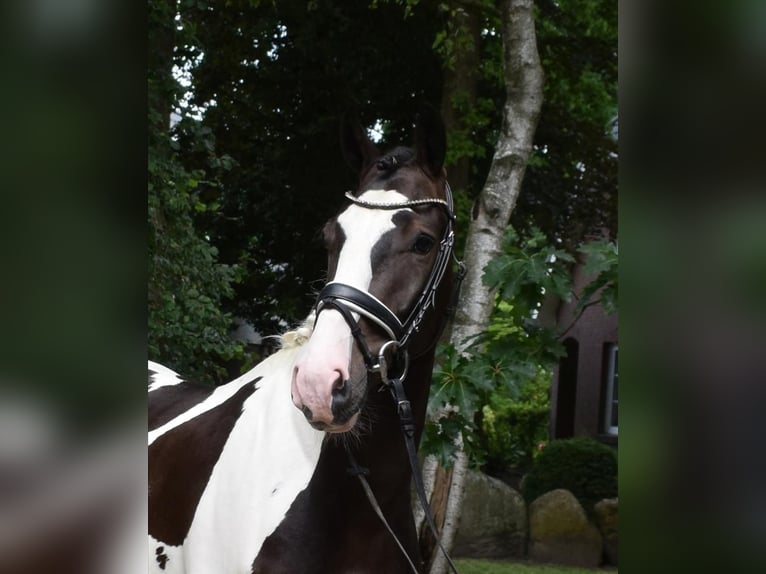 Caballo alemán Caballo castrado 3 años 168 cm Pío in Fredenbeck