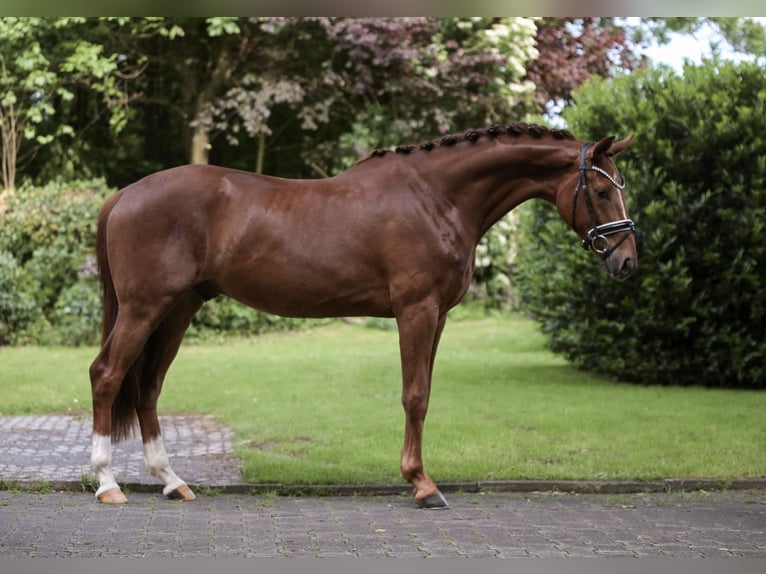 Caballo alemán Caballo castrado 3 años 169 cm Alazán-tostado in Paderborn