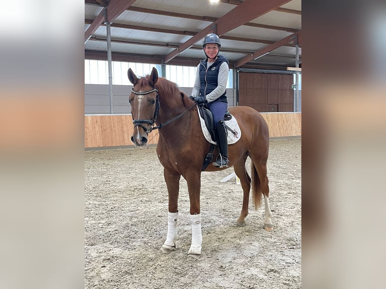 Caballo alemán Caballo castrado 3 años 170 cm Alazán in Löhne Caballo alemán Caballo castrado 3 años 170 cm Alazán in Löhne