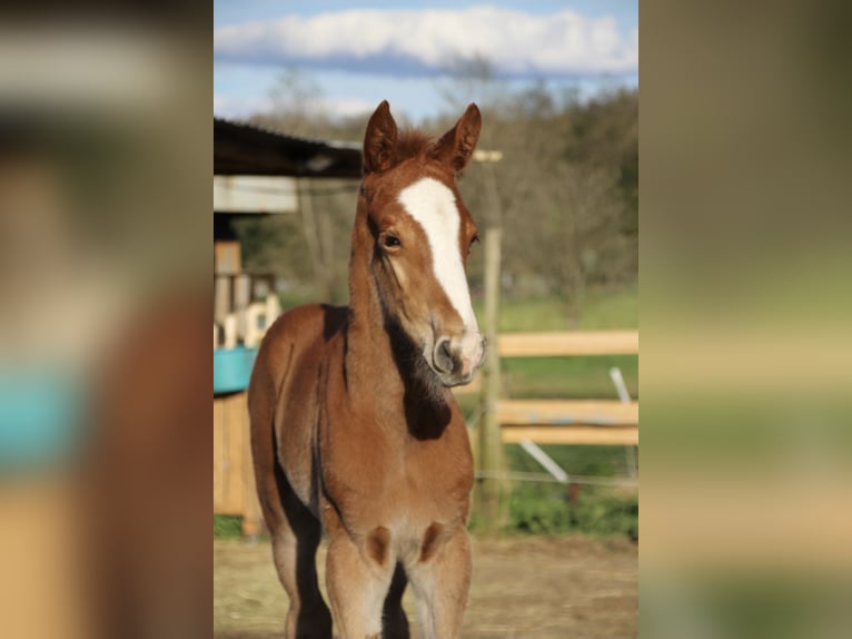 Caballo alemán Caballo castrado 3 años 170 cm Alazán in Wenden
