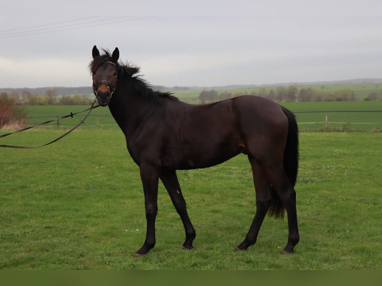 Caballo alemán Caballo castrado 3 años 170 cm Castaño oscuro in Mügeln