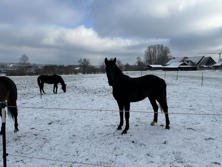 Caballo alemán Caballo castrado 3 años 170 cm Negro in Iggingen