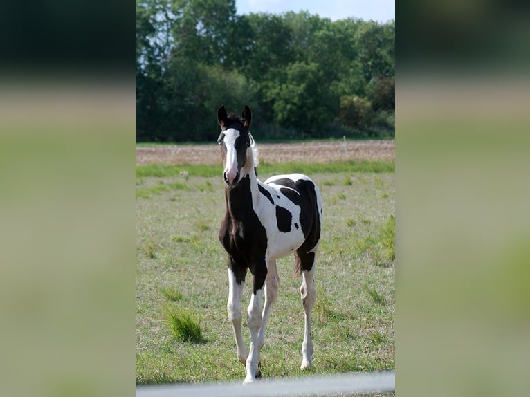 Caballo alemán Caballo castrado 3 años 170 cm Pío in Etgersleben