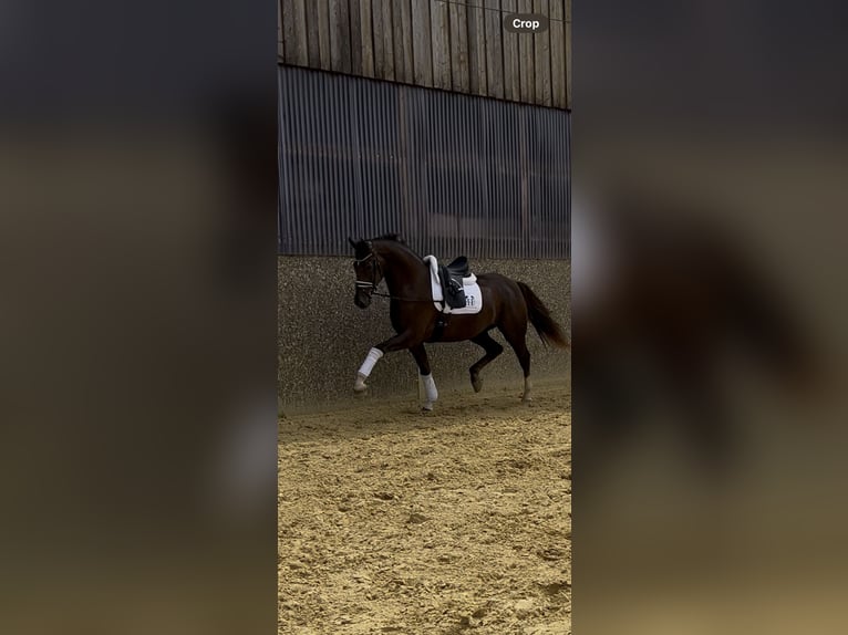 Caballo alemán Caballo castrado 3 años 172 cm Alazán-tostado in Nottuln