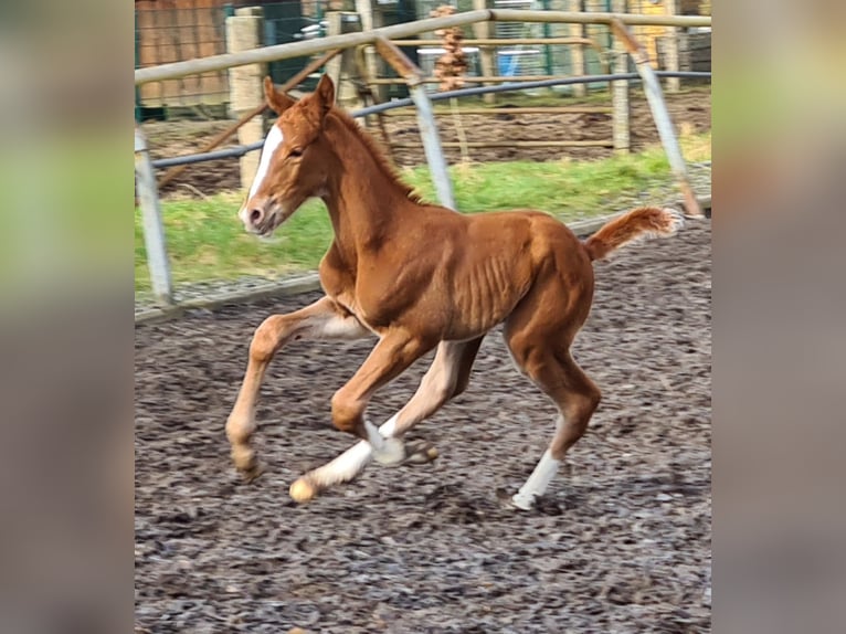 Caballo alemán Caballo castrado 3 años Alazán in Crivitz