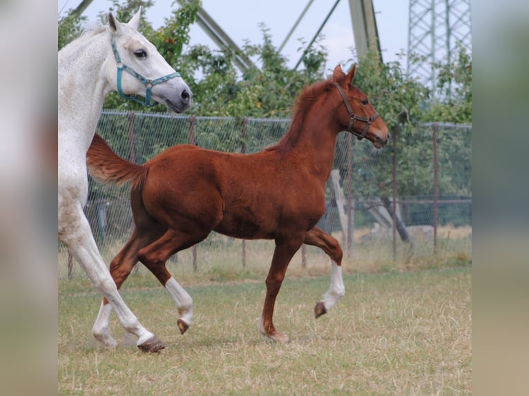 Caballo alemán Caballo castrado 3 años Alazán in Crivitz