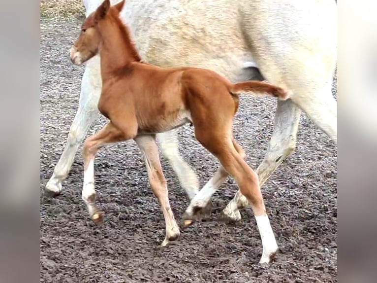 Caballo alemán Caballo castrado 3 años Alazán in Crivitz