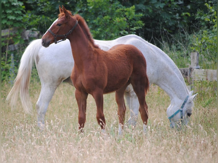 Caballo alemán Caballo castrado 3 años Alazán in Crivitz