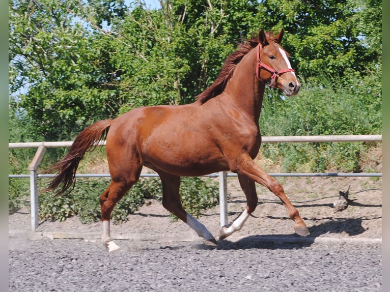 Caballo alemán Caballo castrado 3 años Alazán in Crivitz