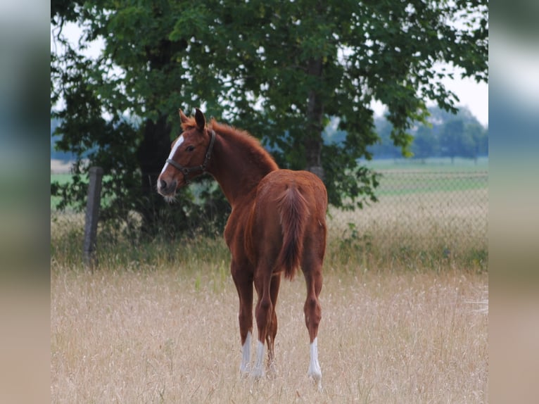 Caballo alemán Caballo castrado 3 años Alazán in Crivitz