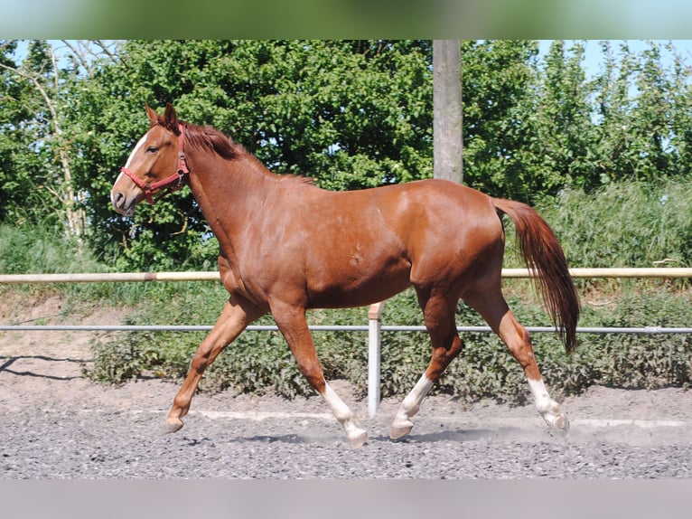 Caballo alemán Caballo castrado 3 años Alazán in Crivitz