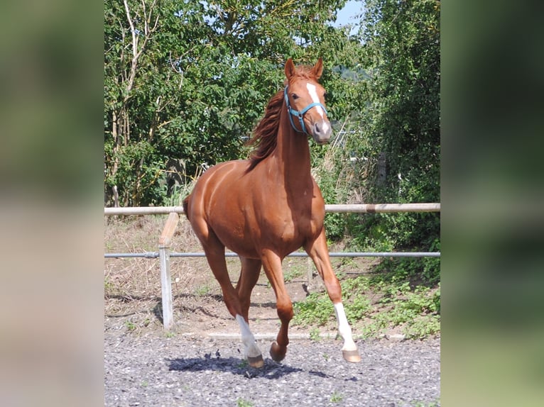 Caballo alemán Caballo castrado 3 años Alazán in Crivitz