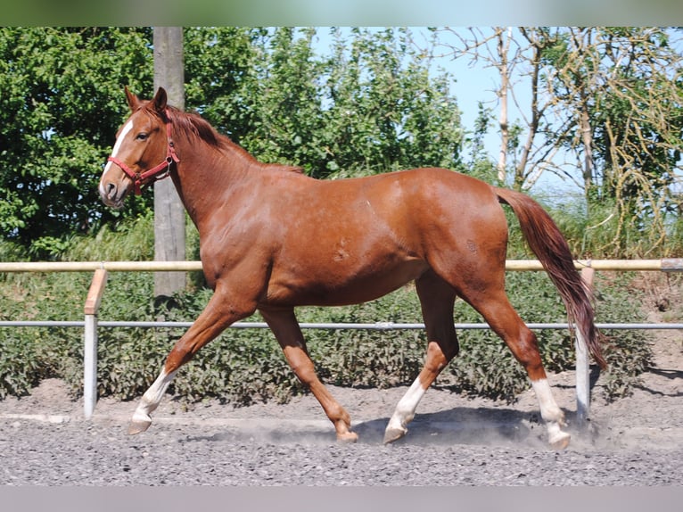 Caballo alemán Caballo castrado 3 años Alazán in Crivitz