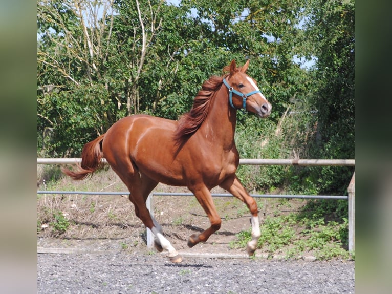 Caballo alemán Caballo castrado 3 años Alazán in Crivitz