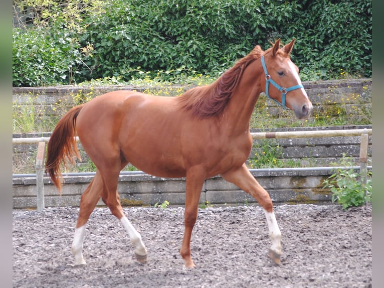 Caballo alemán Caballo castrado 3 años Alazán in Crivitz