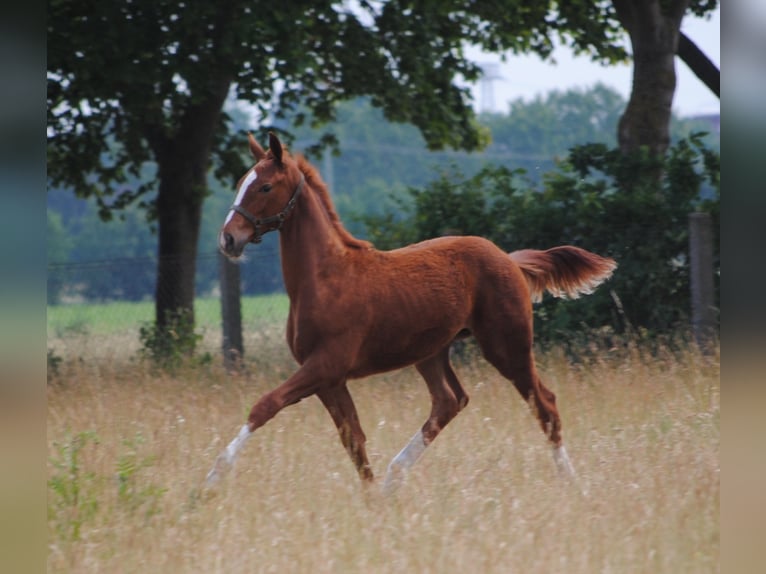 Caballo alemán Caballo castrado 3 años Alazán in Crivitz