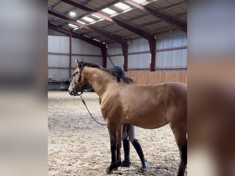 Caballo alemán Mestizo Caballo castrado 4 años 150 cm in Neumünster